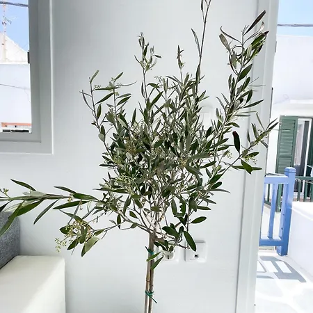 Silvernoses Penthouse